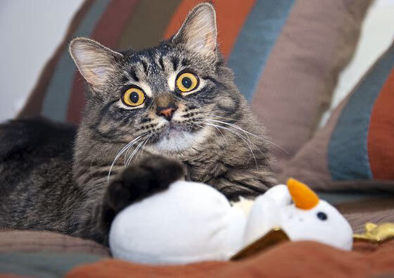 哥伦比亚队在巴黎奥运会比赛中展现出强大的远射能力,奥运会神仙颜值哥伦比亚