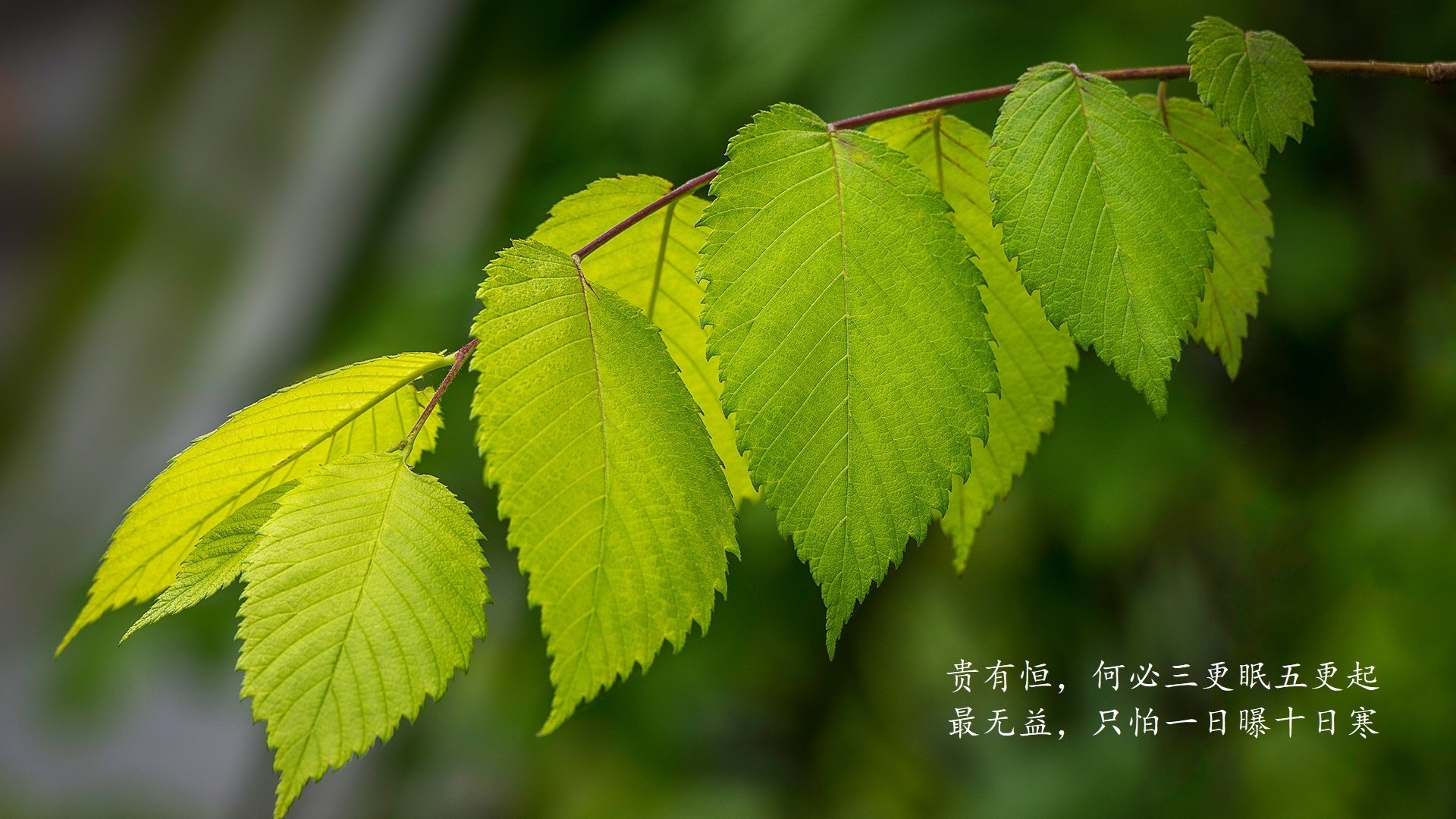 _网球教练的秘密武器:专业技巧他一一揭秘_,网球教练视频教程