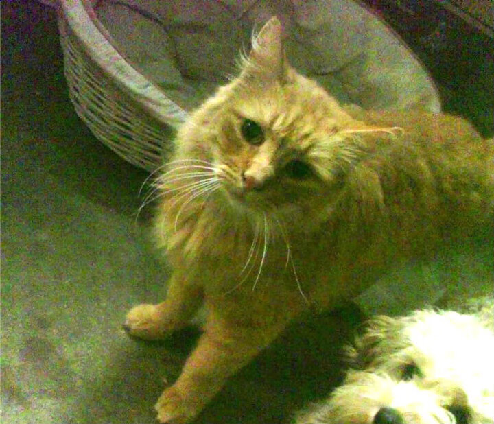 【限时投球规则】投手在10秒内出手，比赛节奏逆袭！，投手投球时可随意绕臂几圈后投出